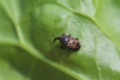 Glyptobaris lecontei