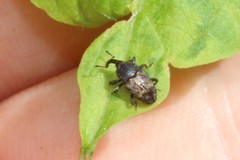 Glyptobaris lecontei
