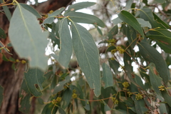 Eucalyptus willisii