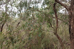 Eucalyptus willisii