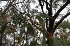 Eucalyptus willisii