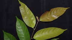 Shorea acuminata