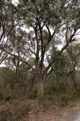 Eucalyptus willisii
