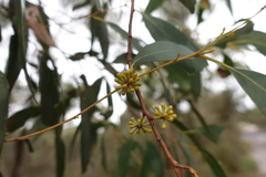 Eucalyptus willisii