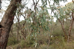 Eucalyptus willisii