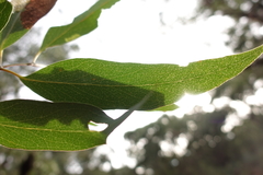 Eucalyptus willisii