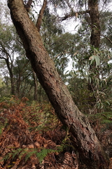 Eucalyptus willisii