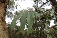 Eucalyptus willisii
