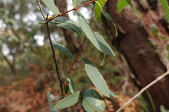 Eucalyptus willisii