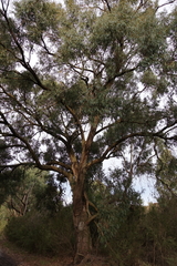 Eucalyptus willisii