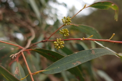 Eucalyptus willisii