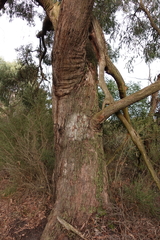 Eucalyptus willisii