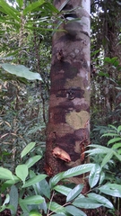 Shorea acuminata
