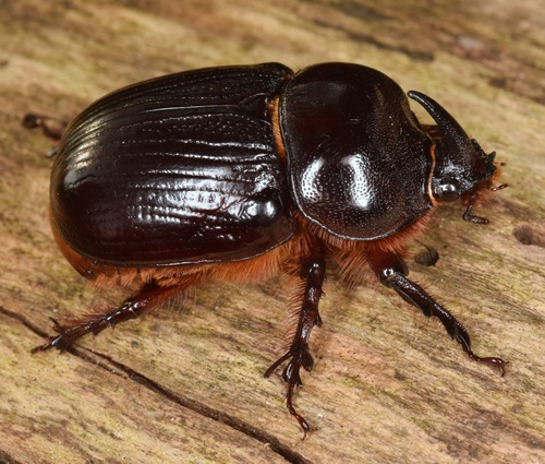 Eastern Rhinoceros Beetle