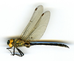 Somatochlora semicircularis