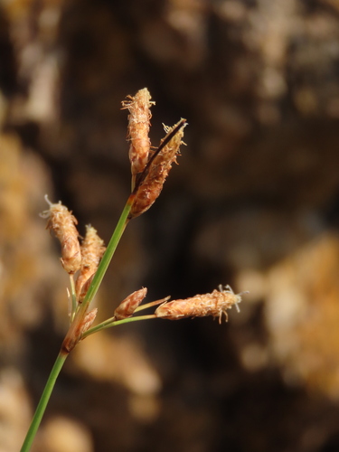 Image of Fimbristylis sieboldii by (c) chiuluan, some rights reserved (CC BY)