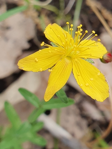 Hypericum australe (Hypericum australe)