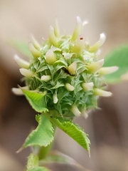 Trifolium glomeratum image