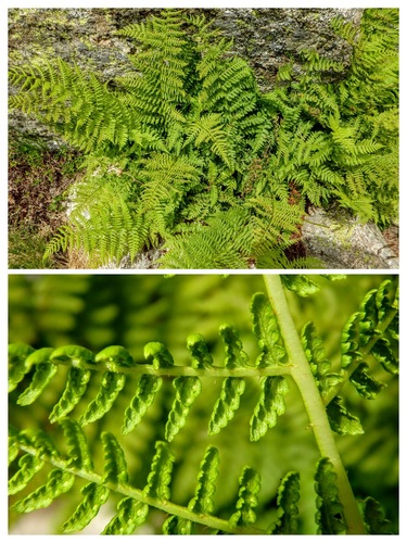 Athyrium flexile