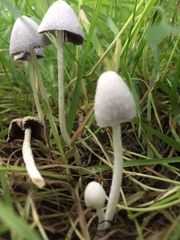 Conocybe apala albipes