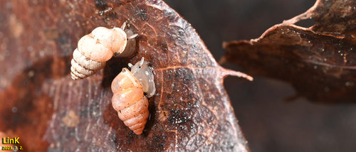 Diplommatina paxillus, 2023-07-02