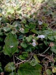 Suzukia luchuensis