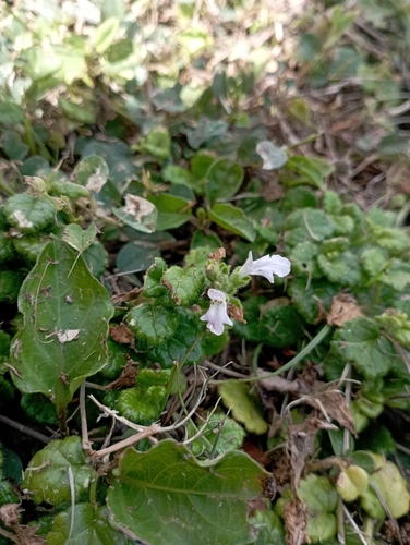 Suzukia luchuensis, photograph 2