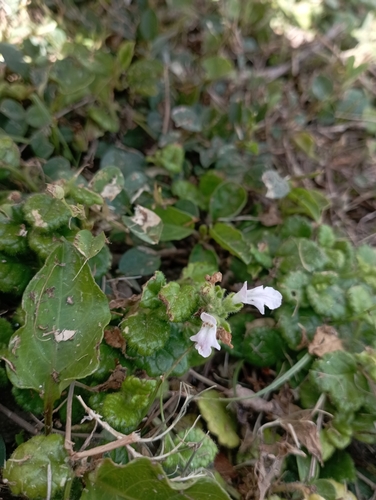 Suzukia luchuensis, photograph 3