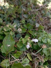 Suzukia luchuensis, photograph (c) jimmy, some rights reserved (CC BY)