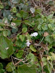 Suzukia luchuensis, photograph (c) jimmy, some rights reserved (CC BY)