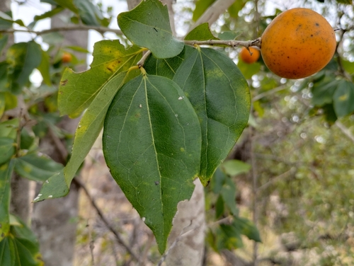 Strychnos lucida (Strychnos lucida)