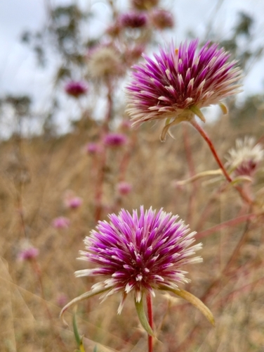 Image of Gomphrena canescens by (c) Karl Tattersall, some rights reserved (CC BY-SA)