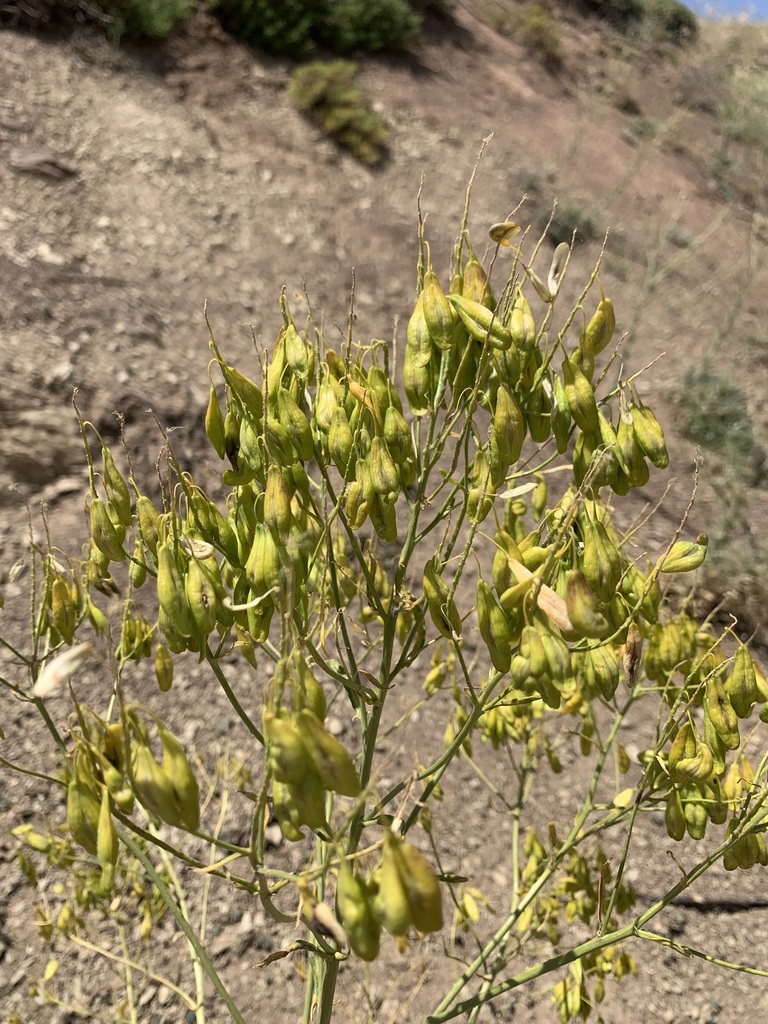 Isatis cochlearis