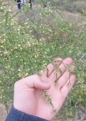 Asparagus umbellatus image