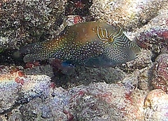 Canthigaster amboinensis