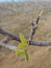 Bursera graveolens