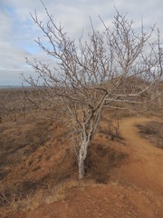 Bursera graveolens