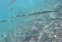 Platybelone argalus