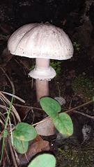 Agaricus augustus augustus