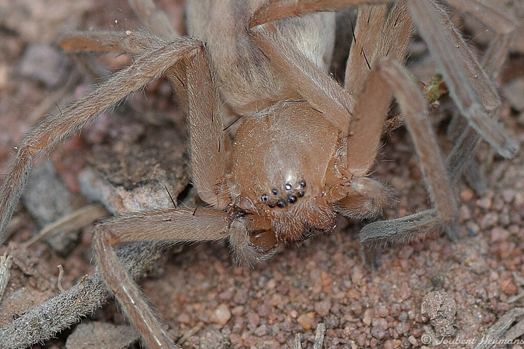 Eusparassus borakalalo