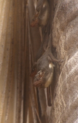 Taphozous mauritianus