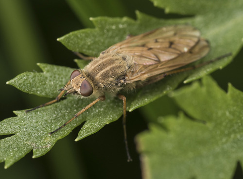 Dialineura anilis (Linnaeus, 1761)