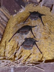 Taphozous mauritianus