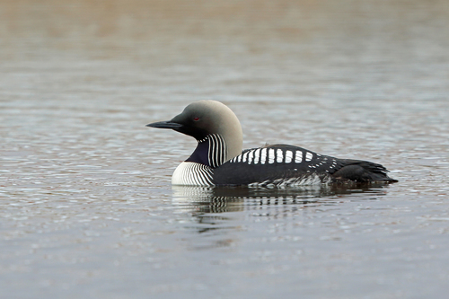 Pacific Loon (Gavia pacifica)
