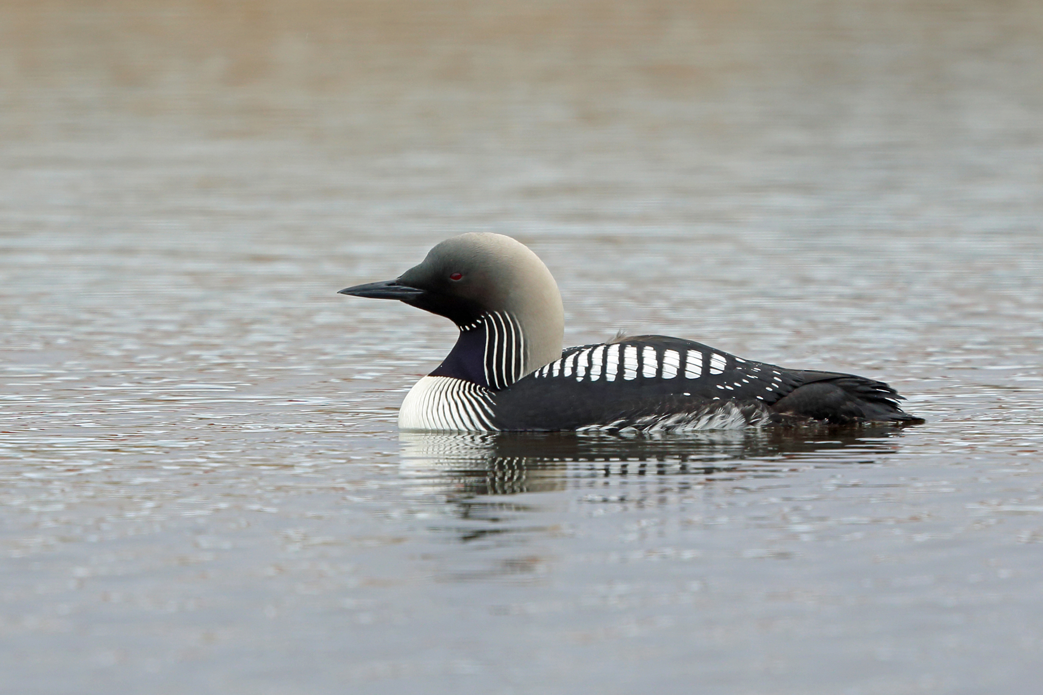 Pacific Diver (Gavia pacifica)