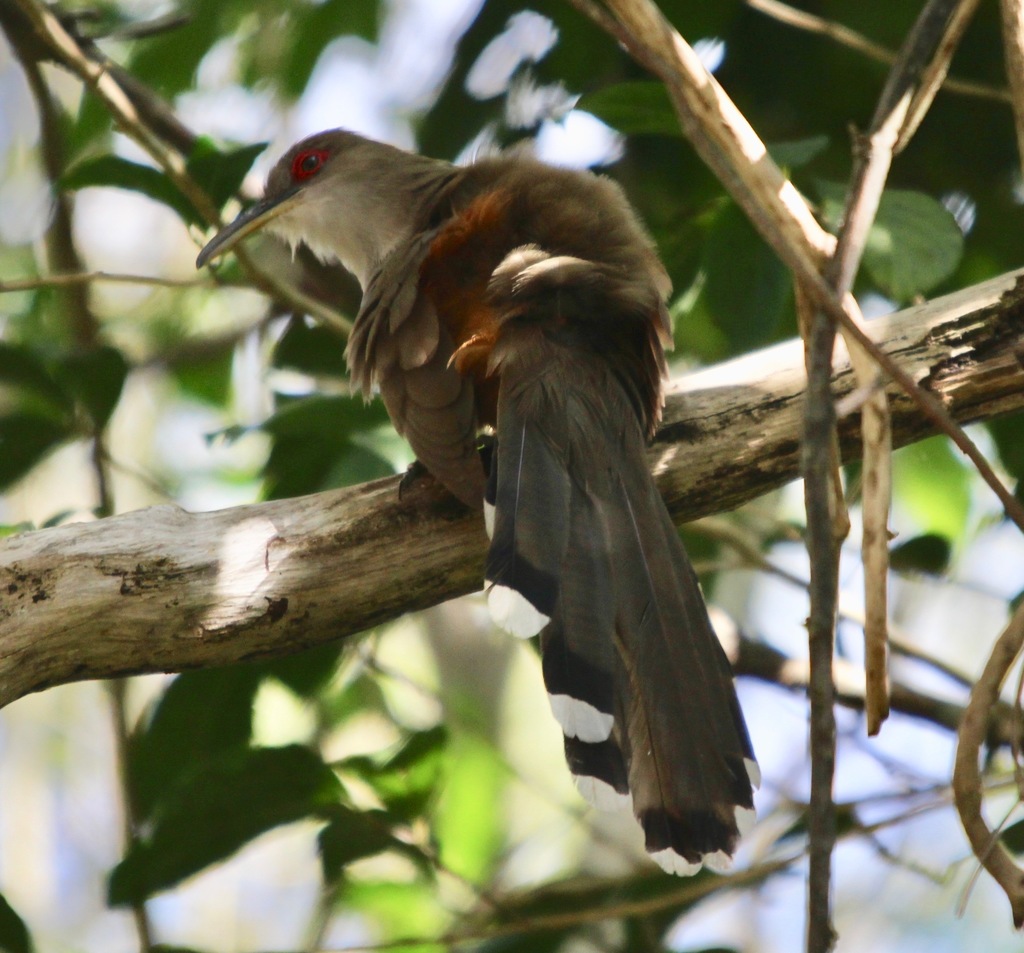 Puerto Rican Lizard-Cuckoo
