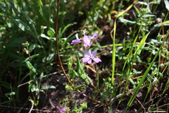 Collinsia concolor