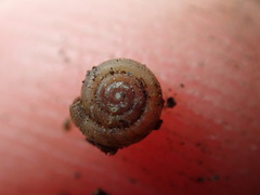 Helicodiscus parallelus