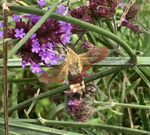 Hemaris fuciformis