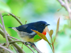 Blood-Breasted Flowerpecker photo 1